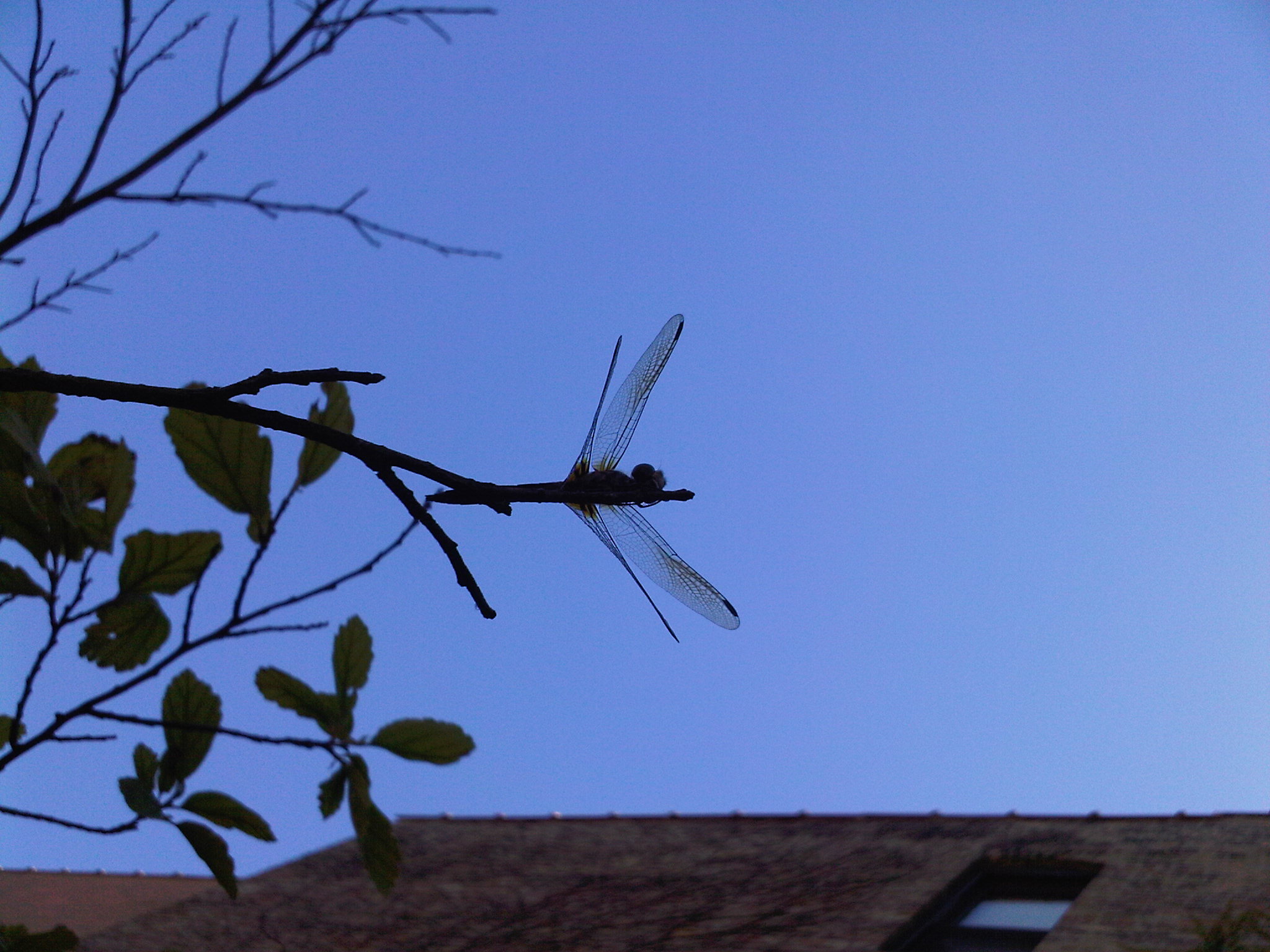 dragonfly. animalia project / susan ask