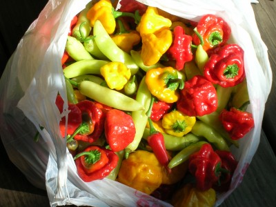 peppers animalia project food pantry