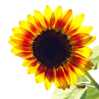 sunflowers, hope and beauty